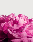 MATIERE PREMIERE - RADICAL ROSE EXTRAIT DE PARFUM