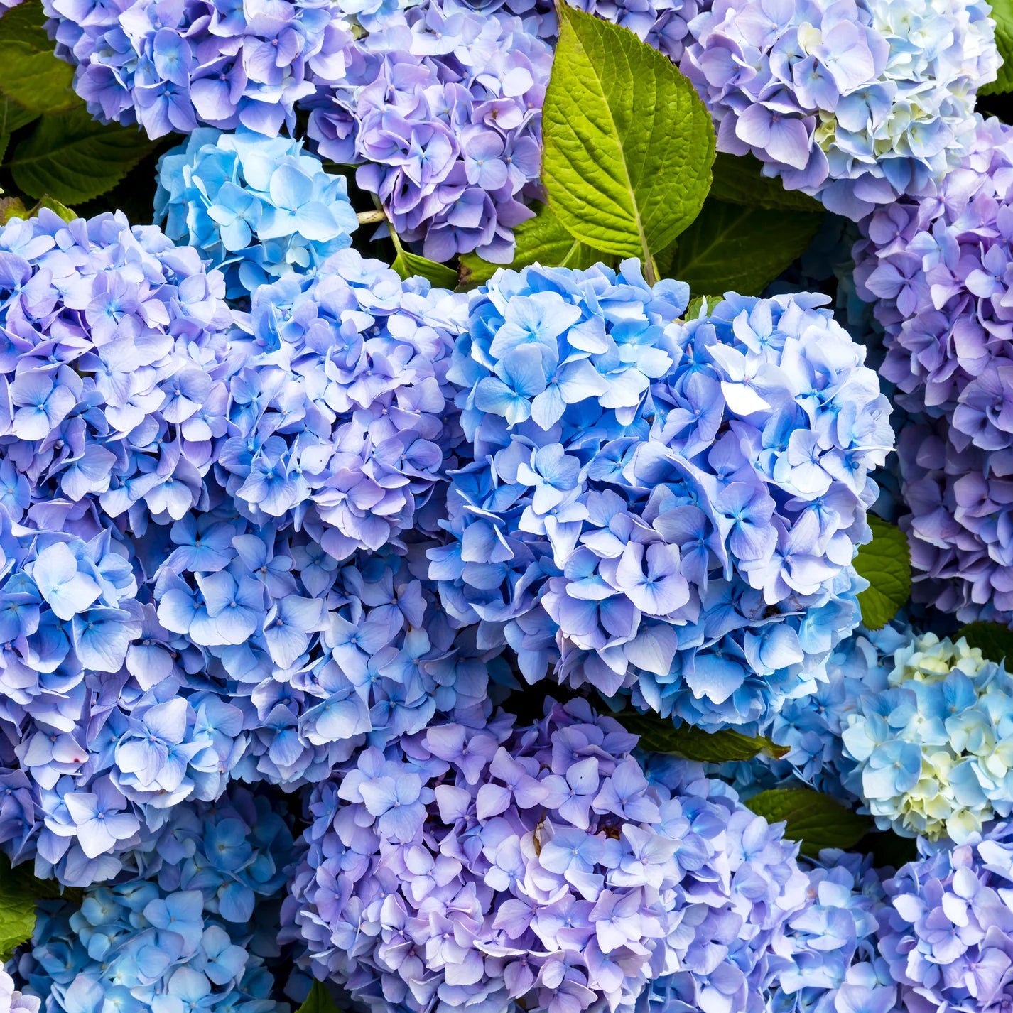 J SCENT - HYDRANGEA