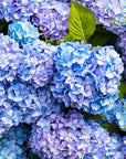 J SCENT - HYDRANGEA