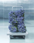MATIERE PREMIERE - METAL LAVENDER