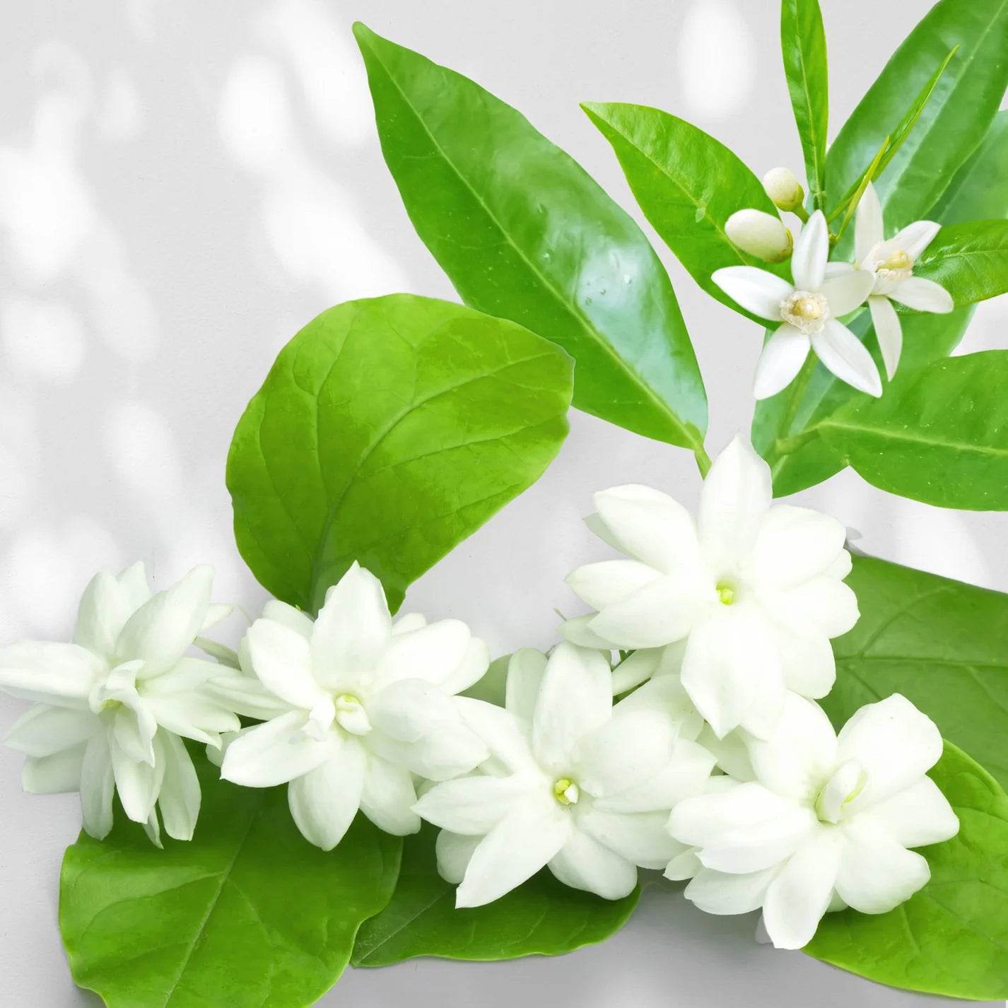 J SCENT - AURANTIUM JASMINE